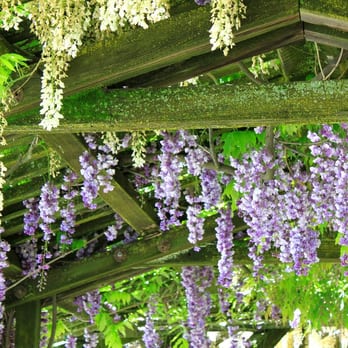 Ironstone Vineyards - Breezeway Wisteria in full bloom in May. - Wineries Near Me - Murphys, California Ironstone Vineyards - Breezeway Wisteria in full bloom in May. - Wineries Near Me - Murphys, California