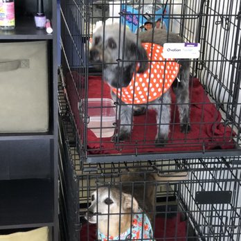 Dog Grooming by Lisa - Eddie and Finny! - Pet Groomers Near Me Dog Grooming by Lisa - Eddie and Finny! - Pet Groomers Near Me