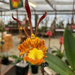 Cal Pacific Orchid Farm - Psychopsis?