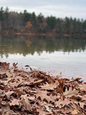Walden Pond State Reservation by null