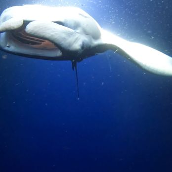 Hawaii Dolphin - Manta Rays - Snorkeling Near Me - Kailua-Kona, Hawaii Hawaii Dolphin - Manta Rays - Snorkeling Near Me - Kailua-Kona, Hawaii