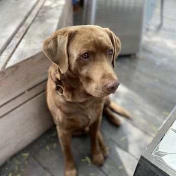 S&M Wine - Buck the wine dog - Wine Tasting Room Near Me - Los Olivos, California