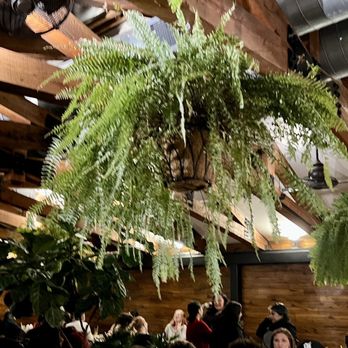 Gai Noi - The lush upstairs solarium - Desserts Near Me - Minneapolis, Minnesota
