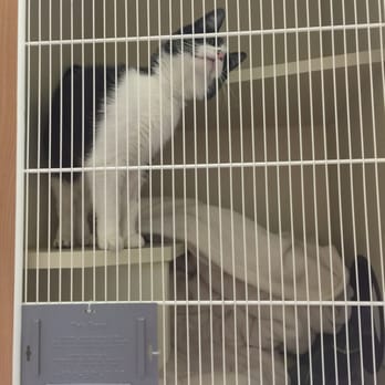 SOCO Pet Lounge - My kitty cat's 2nd time in boarding. Sniffing the kennel. - Pet Sitting Near Me - Austin, Texas SOCO Pet Lounge - My kitty cat's 2nd time in boarding. Sniffing the kennel. - Pet Sitting Near Me - Austin, Texas