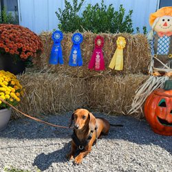 Huntsville Obedience Training Club - AKC Scent Work Trial at HOTC