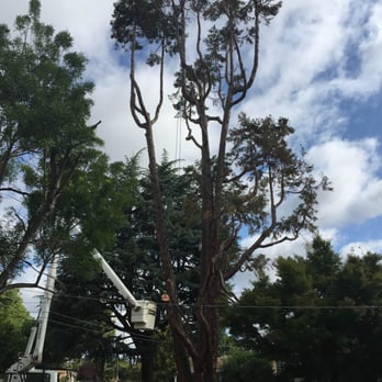 S P McClenahan - Our gigantic cedar tree, ready to be taken out! - Tree Services Near Me - Portola Valley, California S P McClenahan - Our gigantic cedar tree, ready to be taken out! - Tree Services Near Me - Portola Valley, California