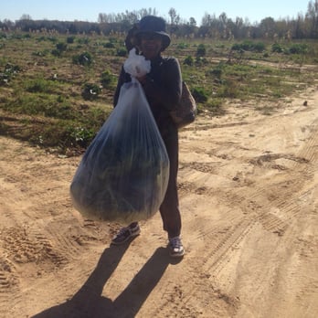 Brown's Farm Service - Vivian travels from Hillsbourgh for a mess of collards. - Farmers Market Near Me - Rougemont, North Carolina Brown's Farm Service - Vivian travels from Hillsbourgh for a mess of collards. - Farmers Market Near Me - Rougemont, North Carolina