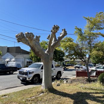 JMV Tree Service - Tree Services Near Me - Hayward, California JMV Tree Service - Tree Services Near Me - Hayward, California