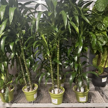 The Home Depot - Plants - Nurseries & Gardening Near Me - Las Vegas, Nevada