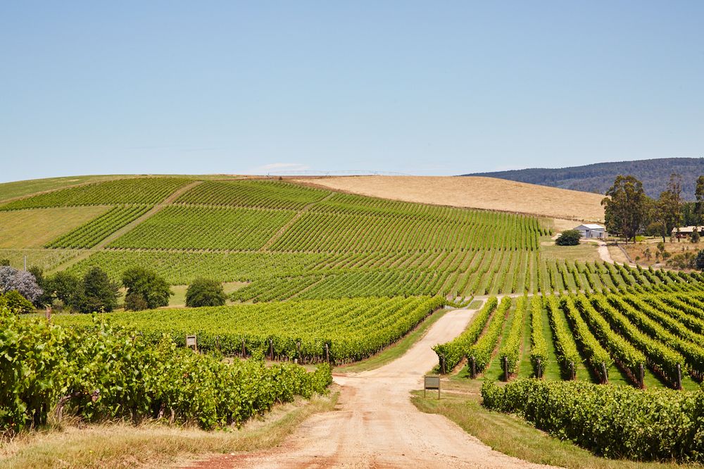 Pipers Brook Vineyard, Tasmania Roadtrippers