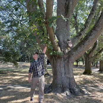 Tree Solutions Consulting - Inspections of exceptional trees. - Landscaping Near Me - Seattle, Washington Tree Solutions Consulting - Inspections of exceptional trees. - Landscaping Near Me - Seattle, Washington