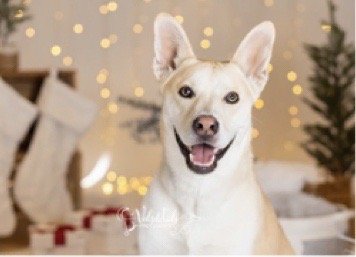 Holistic For Pets Image