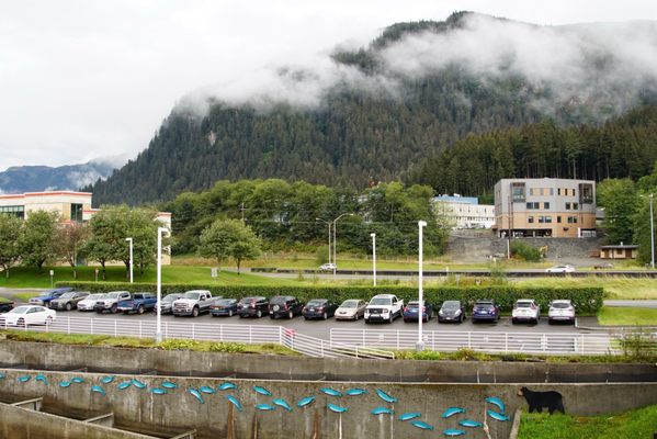 DIPAC Macaulay Salmon Hatchery by null