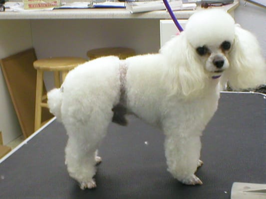 Looking Good Pet Spa