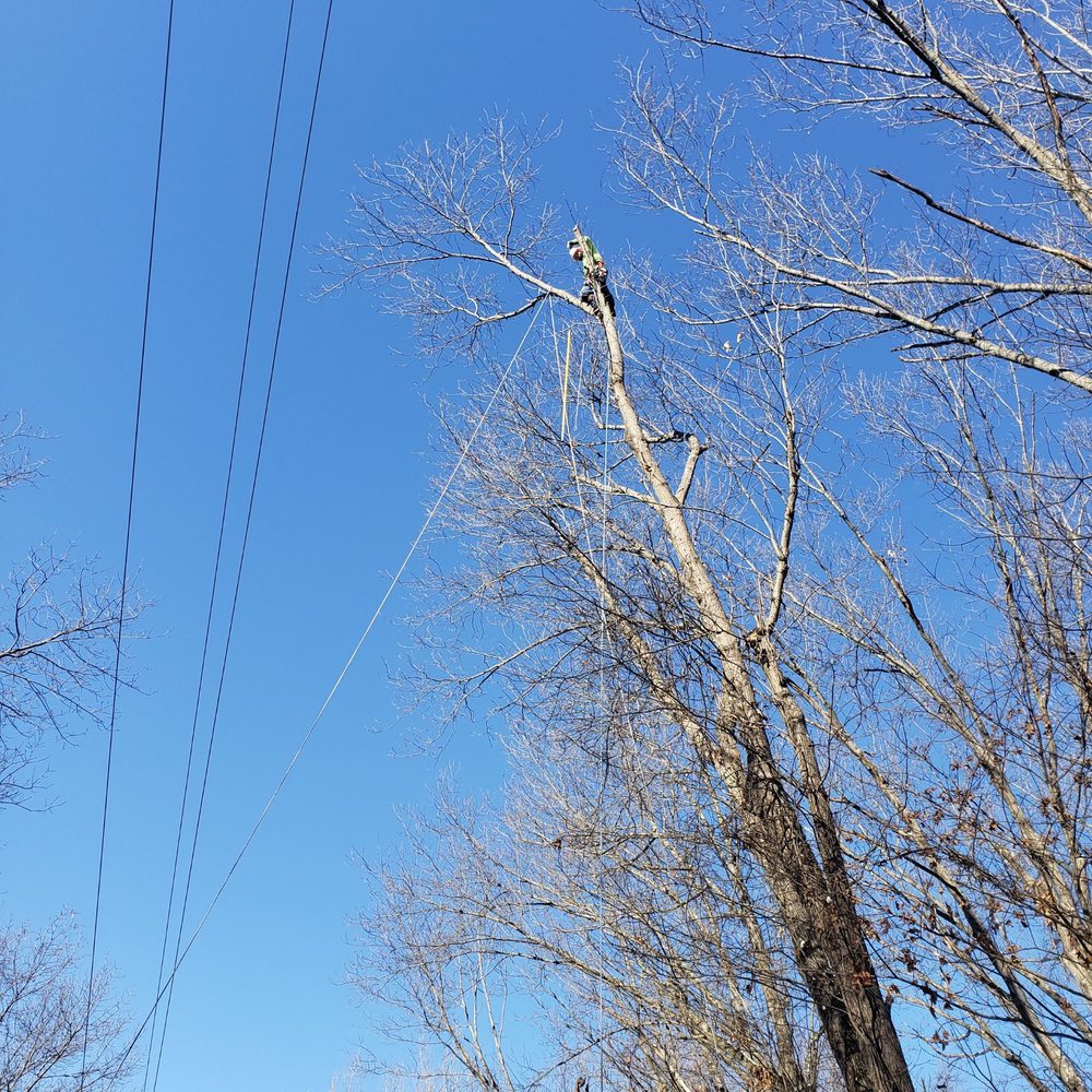 BRANCH OUT TREE SERVICE Updated August 2024 Request a Quote
