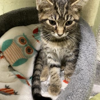Animal Adoption Foundation - Kitten - Animal Shelters Near Me - Hamilton, Ohio Animal Adoption Foundation - Kitten - Animal Shelters Near Me - Hamilton, Ohio