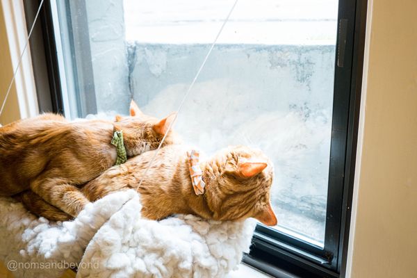 NEKO Cat Cafe Seattle by null