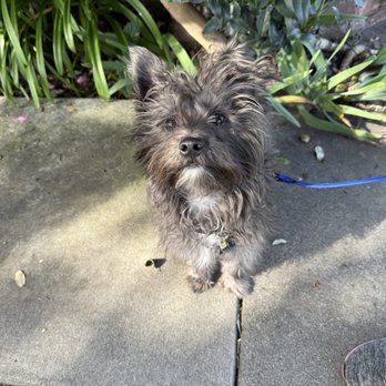 Karma Dog Training - Zorro - Pet Training Near Me Karma Dog Training - Zorro - Pet Training Near Me