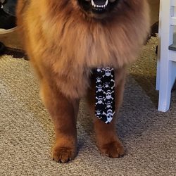 Britt's Bow Wow Boutique & Spa - Bear feels Fresh and clean