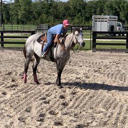 Kickin’ Dust Performance Horses