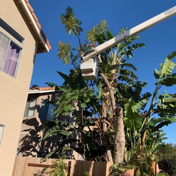 JJ Tree service - Jacaranda tree down to the trunk - Tree Services Near Me