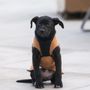 Photo of Seattle Humane