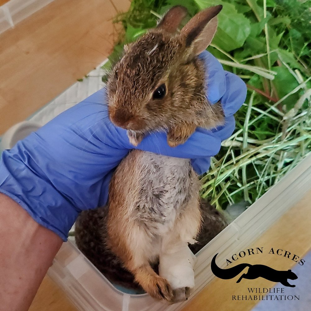 Acorn Acres Wildlife Rehabilitation - social services organization in Millersville, PA