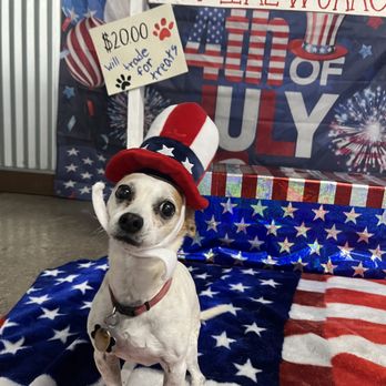 Camp Bow Wow - 4th of July photo shoot after snuggles! - Pet Training Near Me - Phoenix, Arizona
