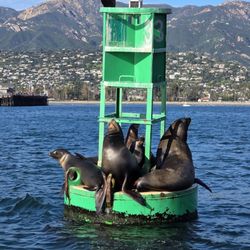 Land and Sea Shark Tour - Sea Lions & a Cormorant  01-18-2026