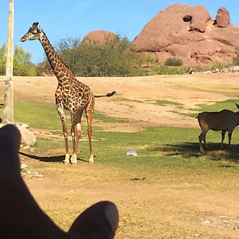 Phoenix Zoo - Giraffes Kickin it! - Zoos Near Me - Phoenix, Arizona Phoenix Zoo - Giraffes Kickin it! - Zoos Near Me - Phoenix, Arizona