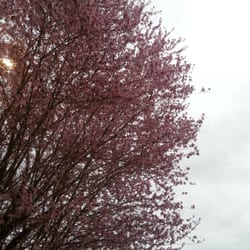 Albertsons - Beautiful trees in the parking lot!