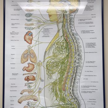 Royal Oak Chiropractic Clinic - Chiropractors Near Me - Berkley, Michigan