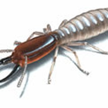 Dandridge Pest Control - Pest Control Near Me - Dandridge, Tennessee Dandridge Pest Control - Pest Control Near Me - Dandridge, Tennessee