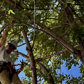 Capshaw Tree Service - Tree Services Near Me - Casper, Wyoming Capshaw Tree Service - Tree Services Near Me - Casper, Wyoming