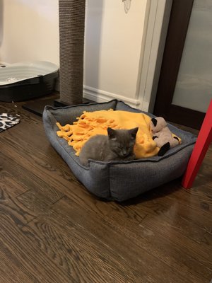 FRIENDS OF UPLAND ANIMAL SHELTER - 55 Photos & 58 Reviews - Yelp