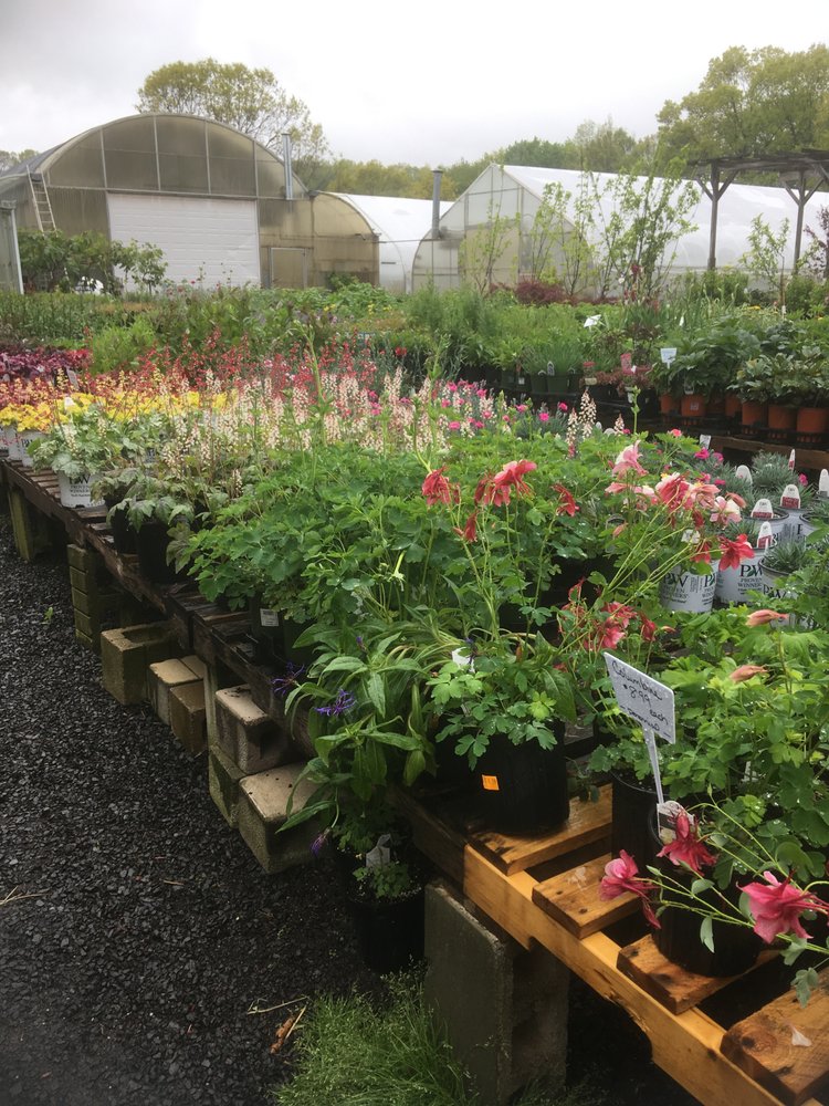 PARADISE NURSERIES 23 Photos 226 Paradise Ave, Hamden, Connecticut