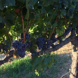 The Farm Winery - Grenache on day of harvest