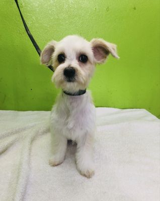 DESLY'S PET GROOMING by null