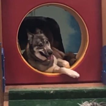 Dog House Miami - Pet Sitting Near Me - Miami Lakes, Florida