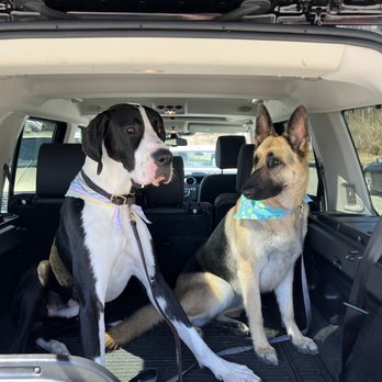 Pampered Pups Grooming - Pet Groomers Near Me - Queensbury , New York