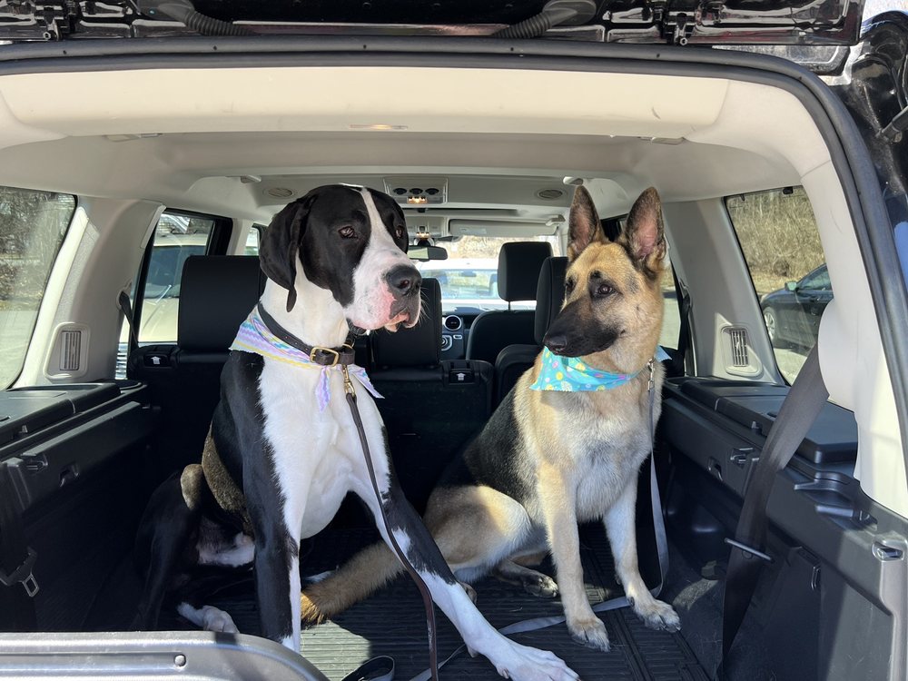 PAMPERED PUPS GROOMING Updated August 2024 63 Quaker Rd, Queensbury