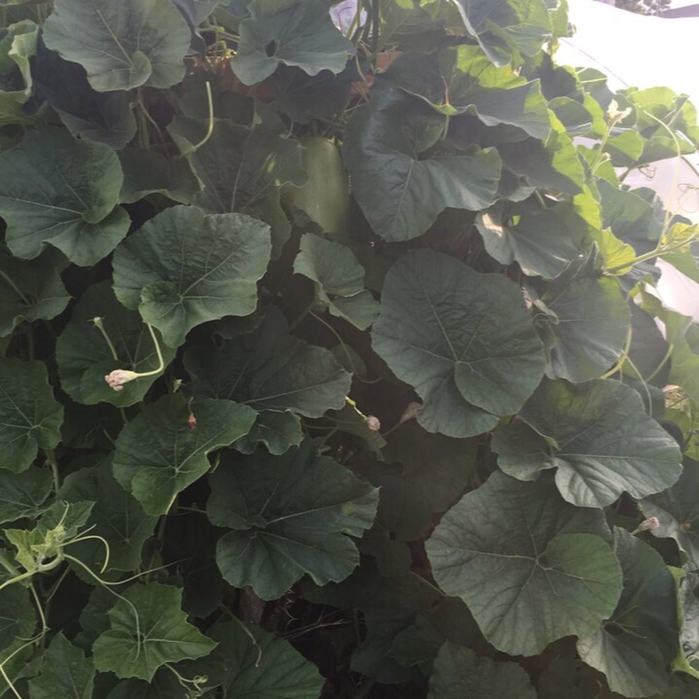5 Loaves Farm - Giant squash! - Farms Near Me - Buffalo, New York 5 Loaves Farm - Giant squash! - Farms Near Me - Buffalo, New York