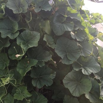 5 Loaves Farm - Giant squash! - Farms Near Me - Buffalo, New York
