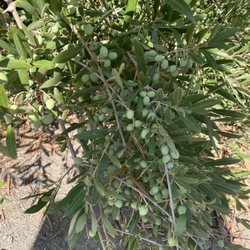 Bari Olive Oil