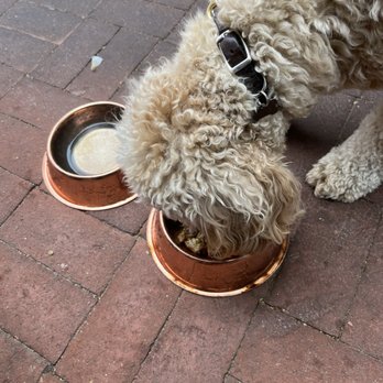 Toro - Doggy Menu/bowl - Sushi Bars Near Me - Carmel, California Toro - Doggy Menu/bowl - Sushi Bars Near Me - Carmel, California