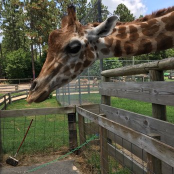Aloha Safari Park - Zoos Near Me - Cameron, North Carolina Aloha Safari Park - Zoos Near Me - Cameron, North Carolina