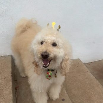 Precious Pet Care - Pet Sitting Near Me - San Diego, California