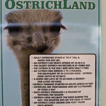 Ostrichland USA - Attraction Farms Near Me - Solvang, California Ostrichland USA - Attraction Farms Near Me - Solvang, California