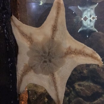 Seaside Aquarium - Aquariums Near Me - Seaside, Oregon Seaside Aquarium - Aquariums Near Me - Seaside, Oregon