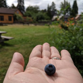West Central Park - Blueberries! - Parks Near Me - Olympia, Washington